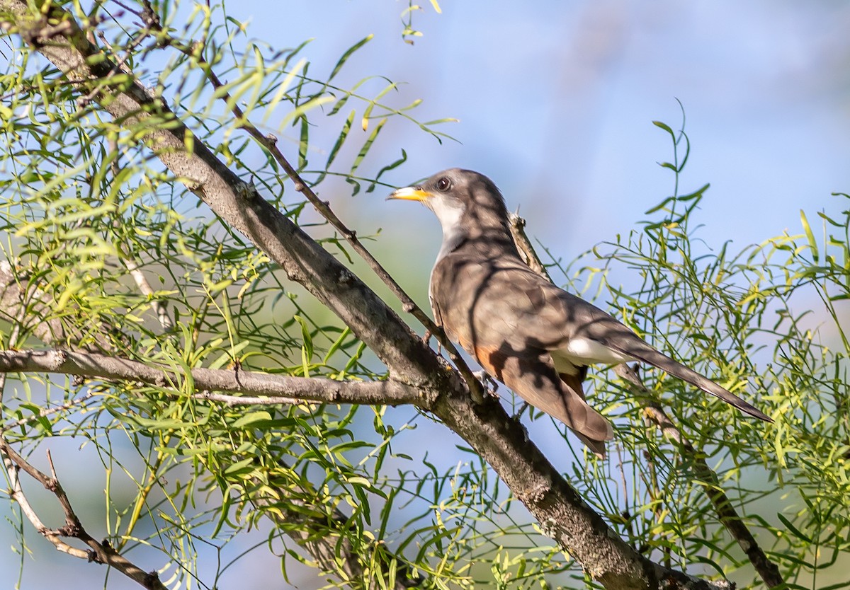 Yellow-billed Cuckoo - ML636208683