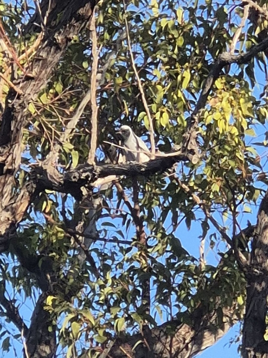 Black-faced Cuckooshrike - ML636208716
