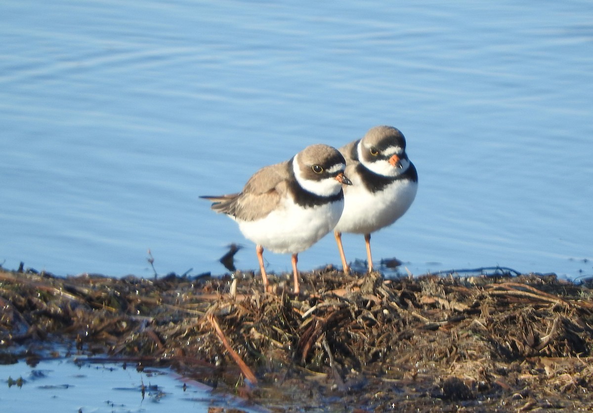Semipalmated Plover - ML636208809