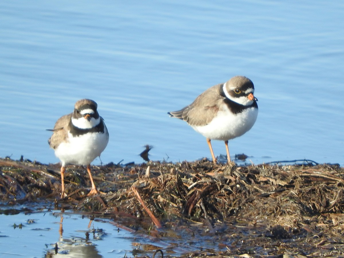 Semipalmated Plover - ML636208810
