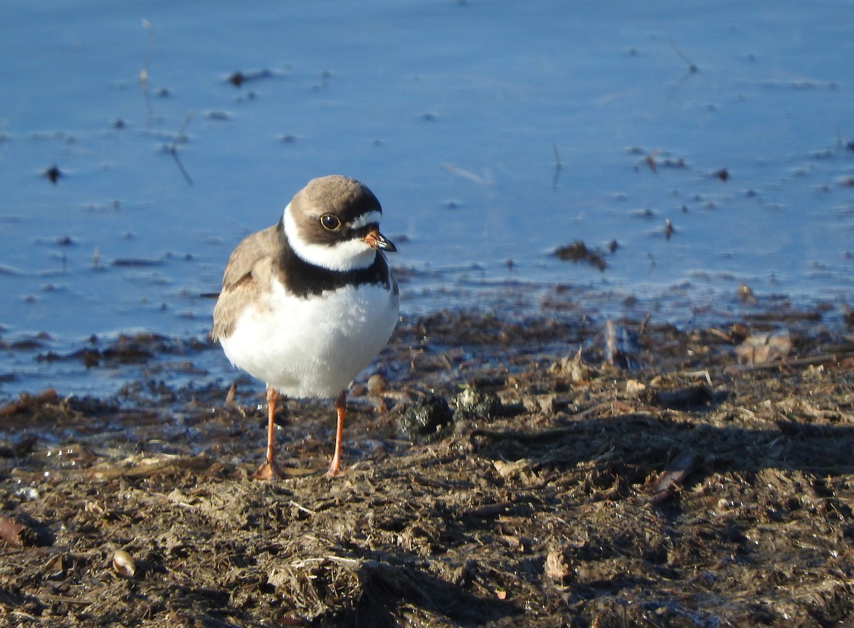 Semipalmated Plover - ML636208811