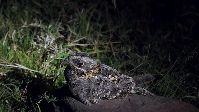 Montane Nightjar - ML636208863