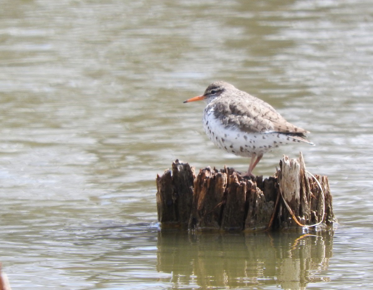 Spotted Sandpiper - ML636208877