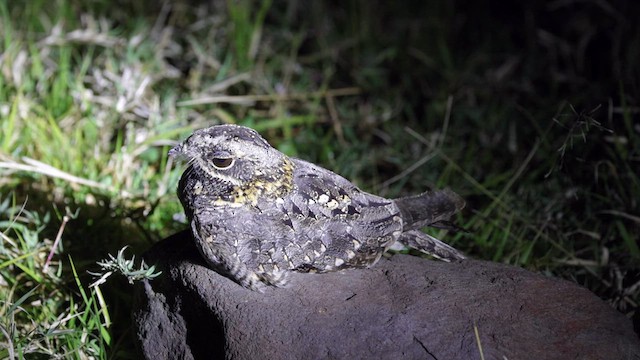 Montane Nightjar - ML636208929