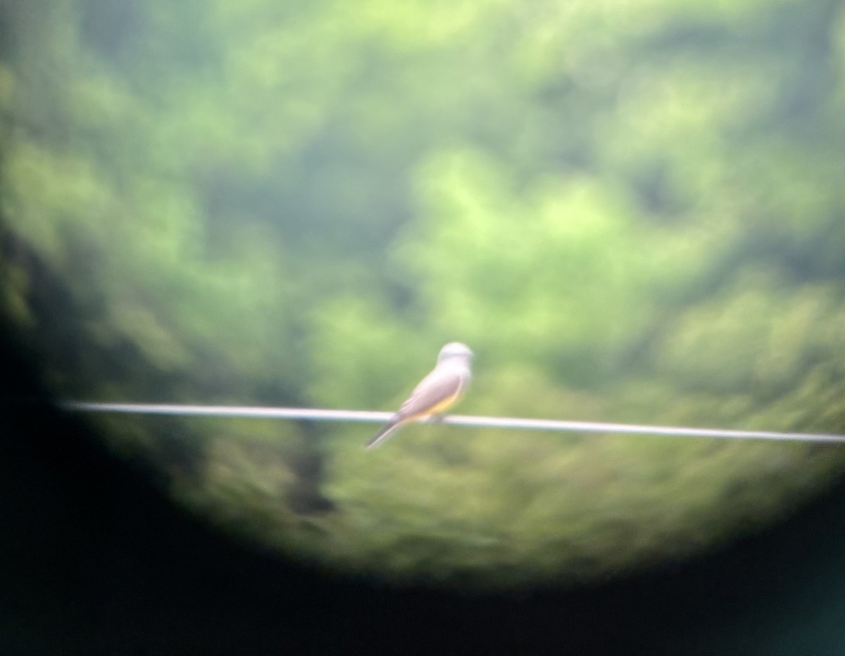 Western Kingbird - ML636208947