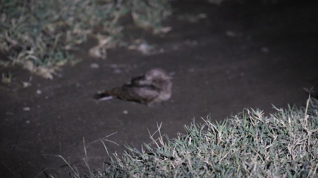 Plain Nightjar - ML636208966