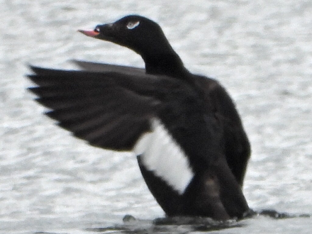 White-winged Scoter - ML636209024