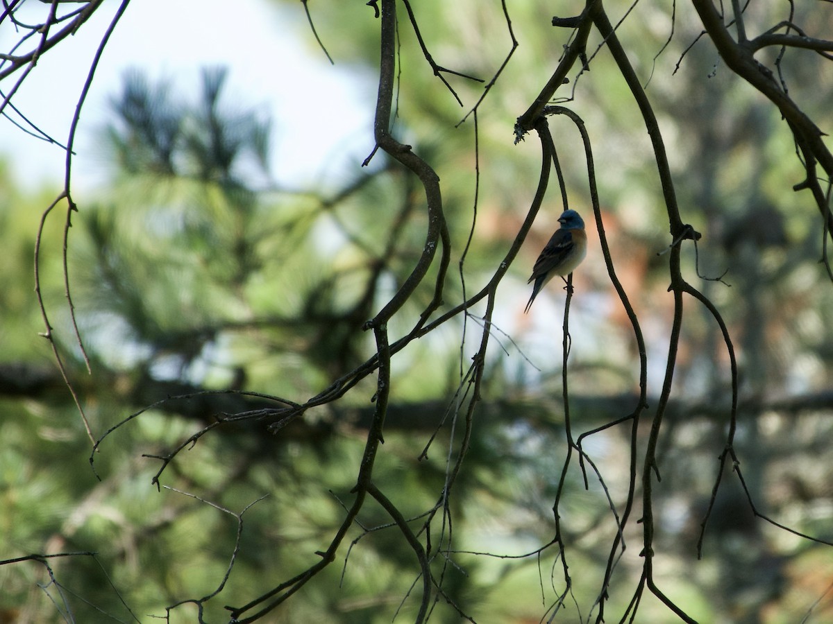 Lazuli Bunting - ML636209036