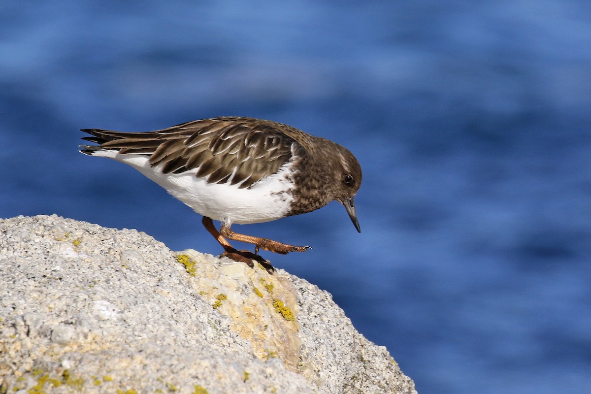 Black Turnstone - ML63620911