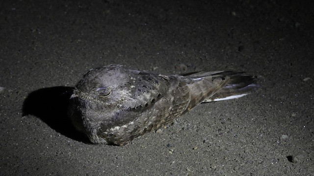 Plain Nightjar - ML636209166