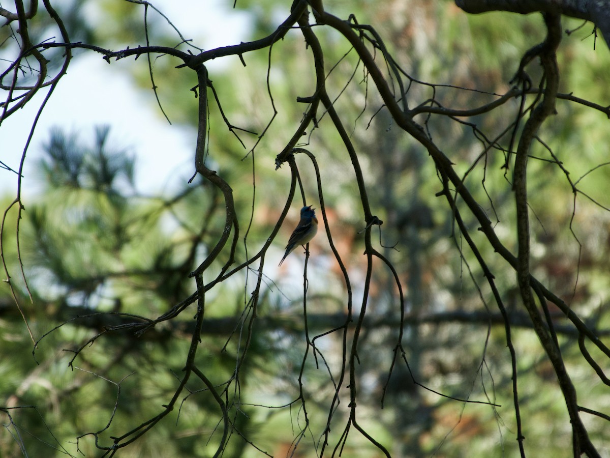 Lazuli Bunting - ML636209178