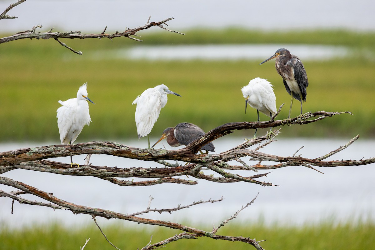 Little Blue Heron - ML636209698
