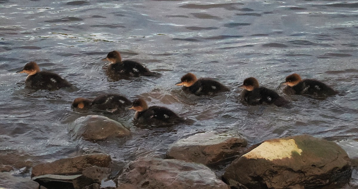 Hooded Merganser - ML636209757