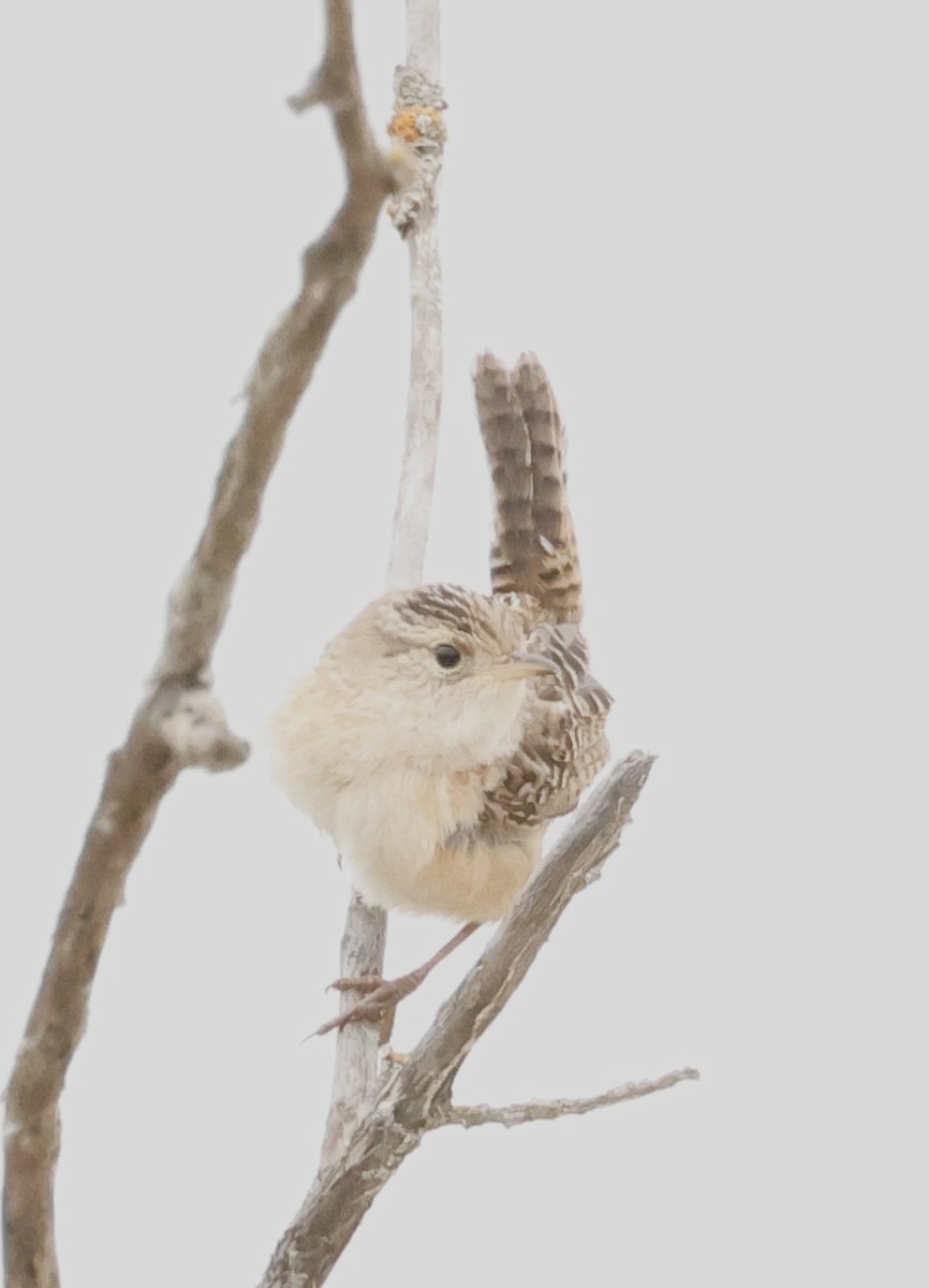 Sedge Wren - ML636209777