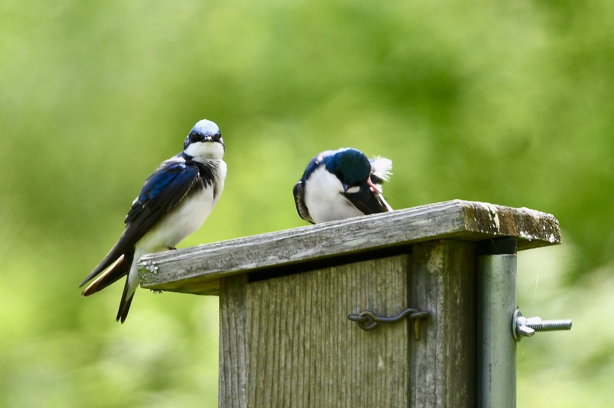 Tree Swallow - ML636209928