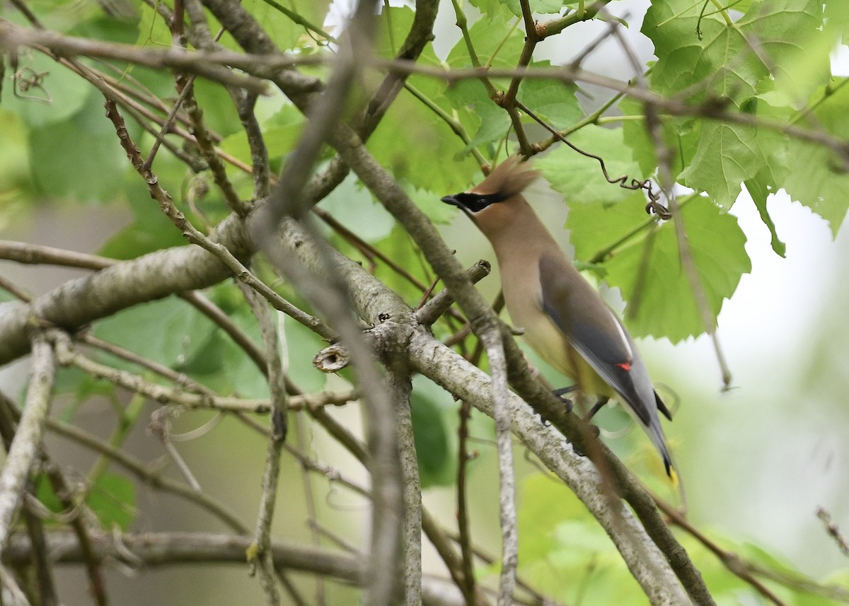 Cedar Waxwing - ML636209983