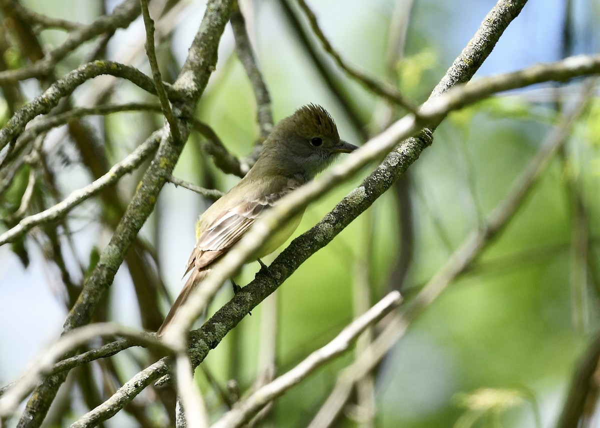 Great Crested Flycatcher - ML636210106