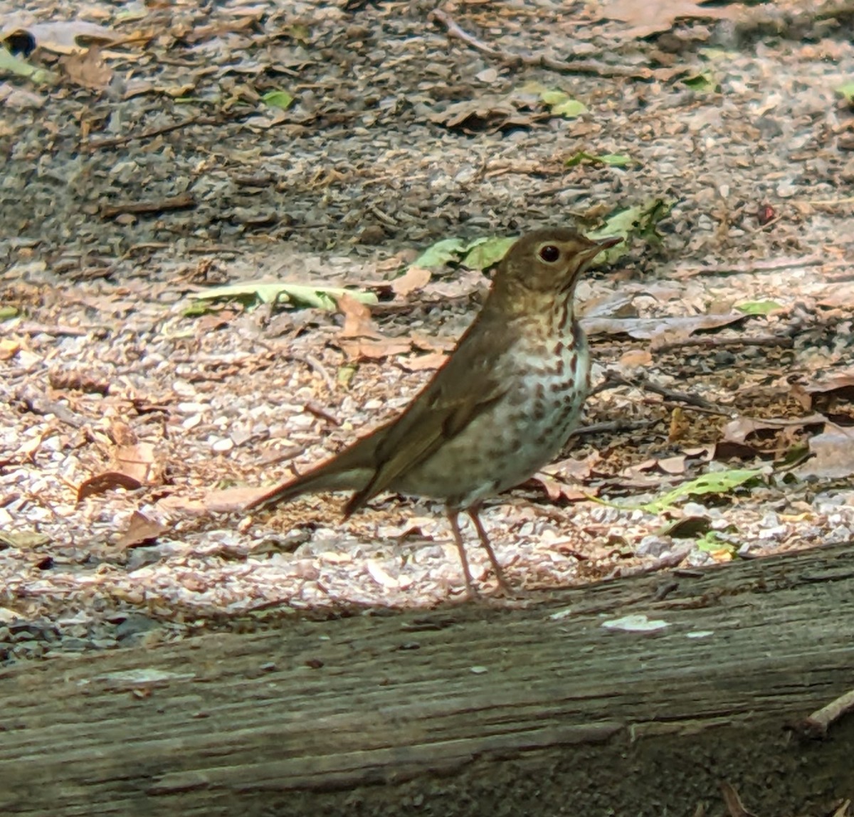 Swainson's Thrush - ML636210118