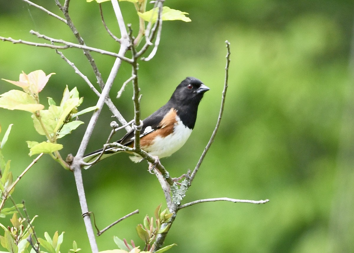 Eastern Towhee - ML636210128