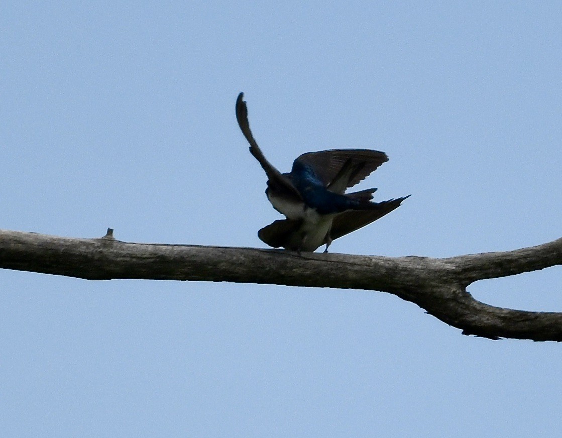 Tree Swallow - ML636210175