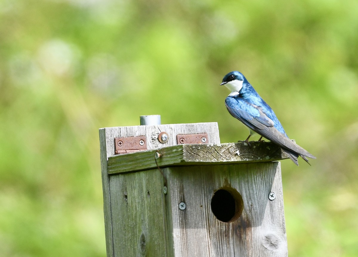 Tree Swallow - ML636210180
