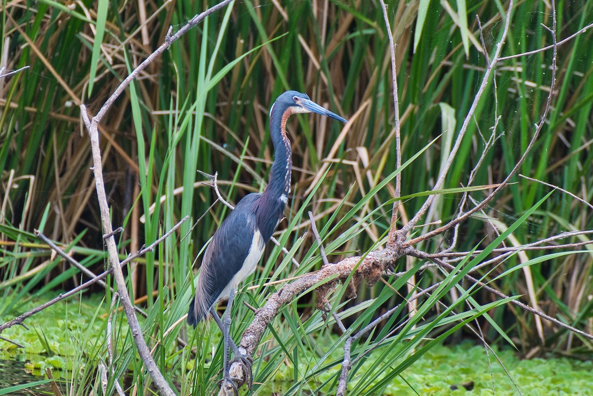 Tricolored Heron - ML636210211