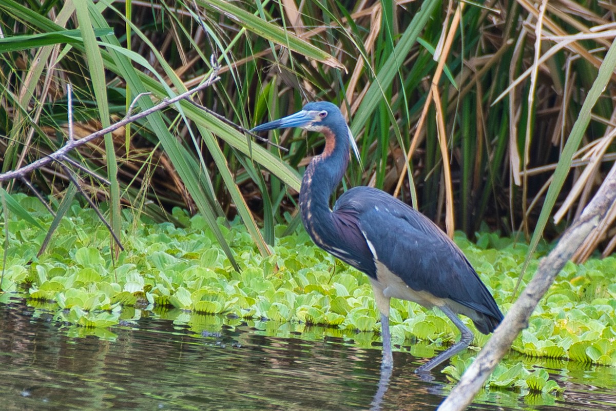 Tricolored Heron - ML636210224
