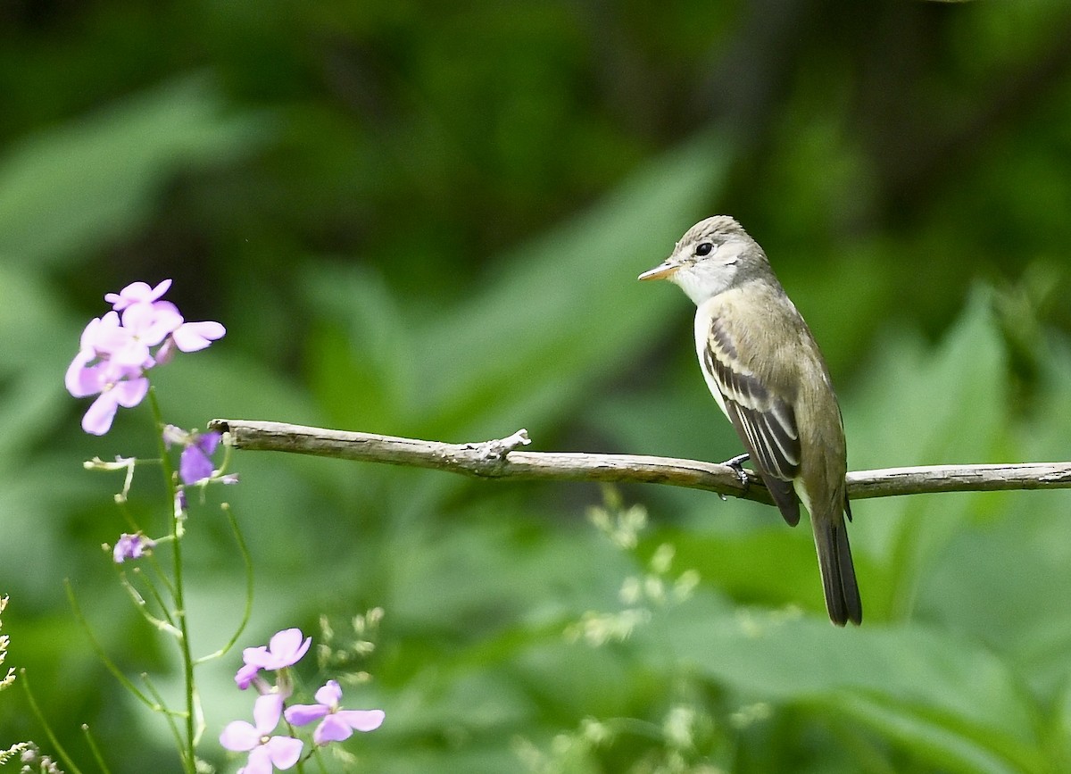Willow Flycatcher - ML636210239