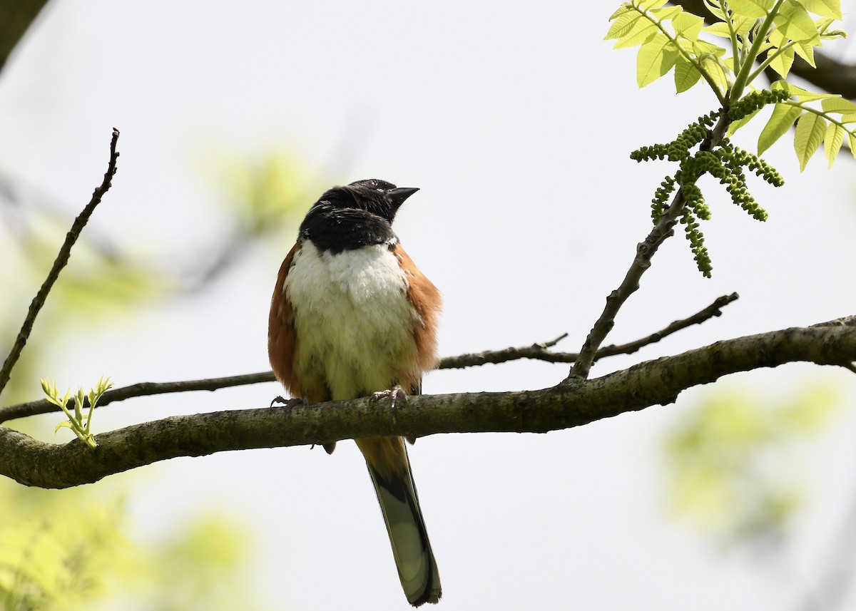 Eastern Towhee - ML636210303