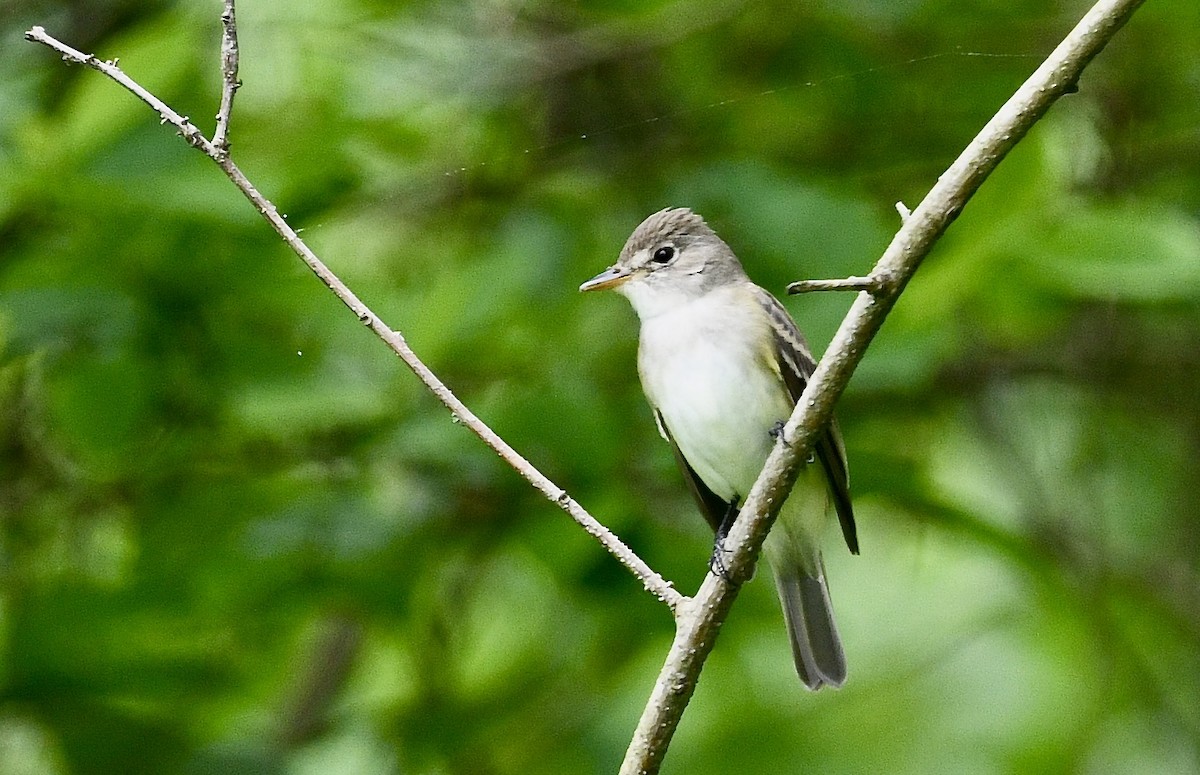 Willow Flycatcher - ML636210345