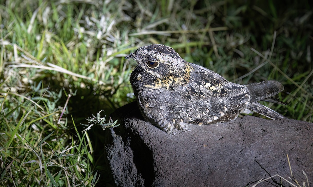 Montane Nightjar - ML636210353