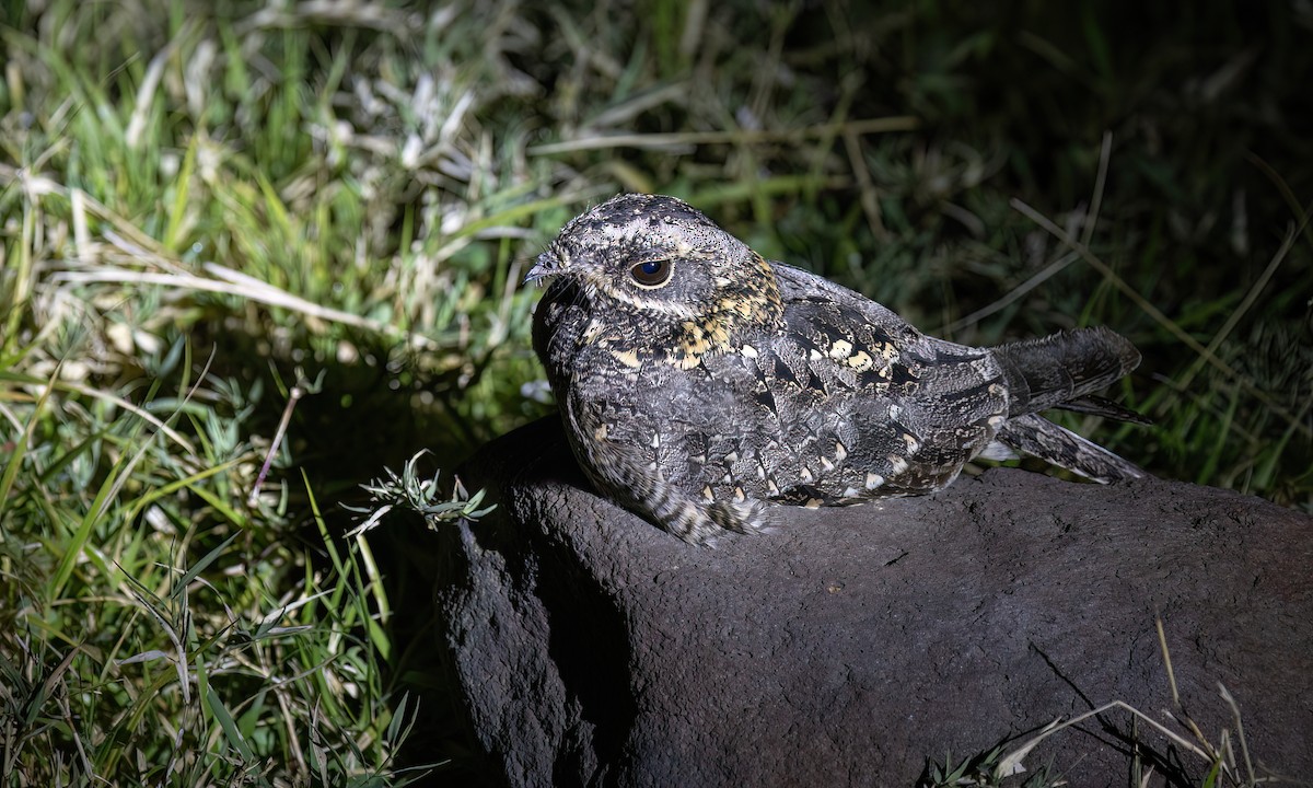 Montane Nightjar - ML636210354
