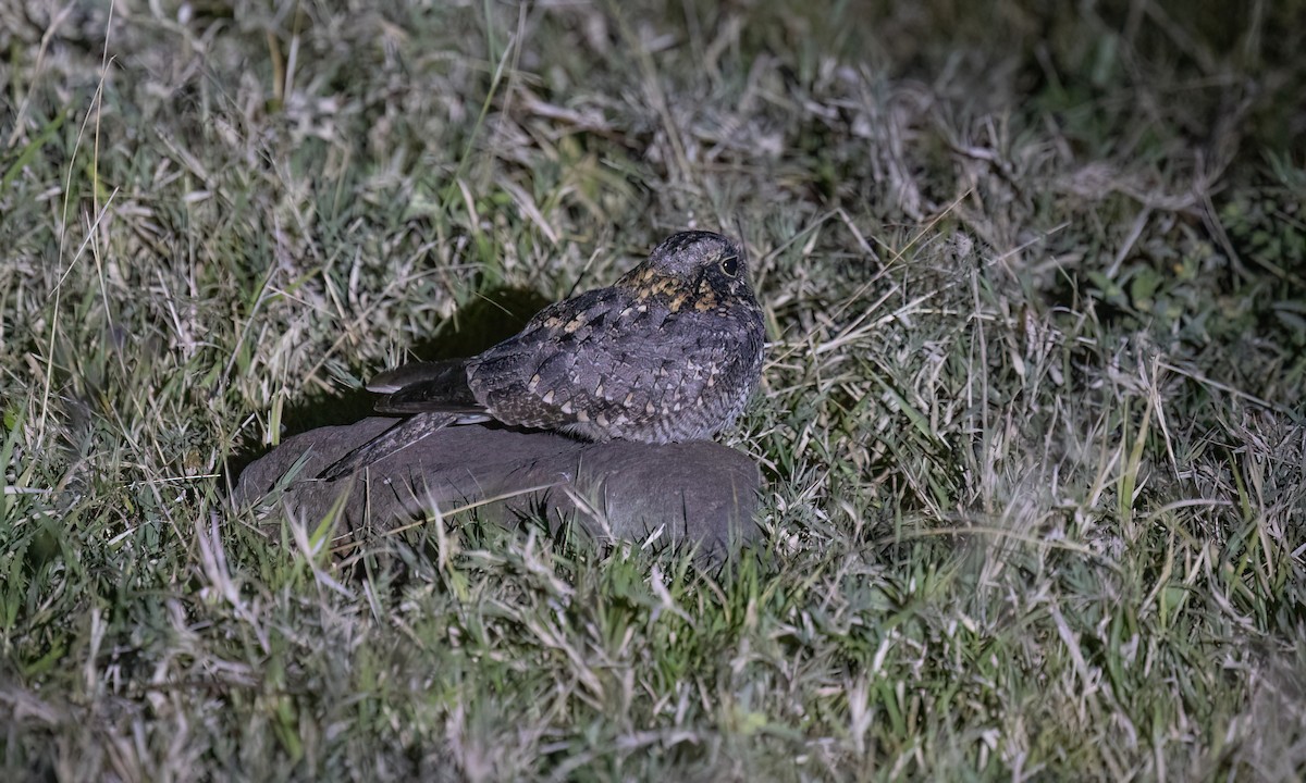 Montane Nightjar - ML636210355
