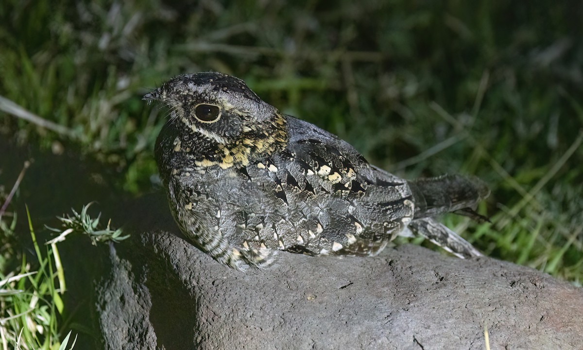 Montane Nightjar - ML636210357