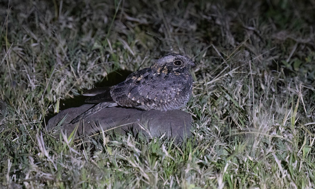 Montane Nightjar - ML636210359