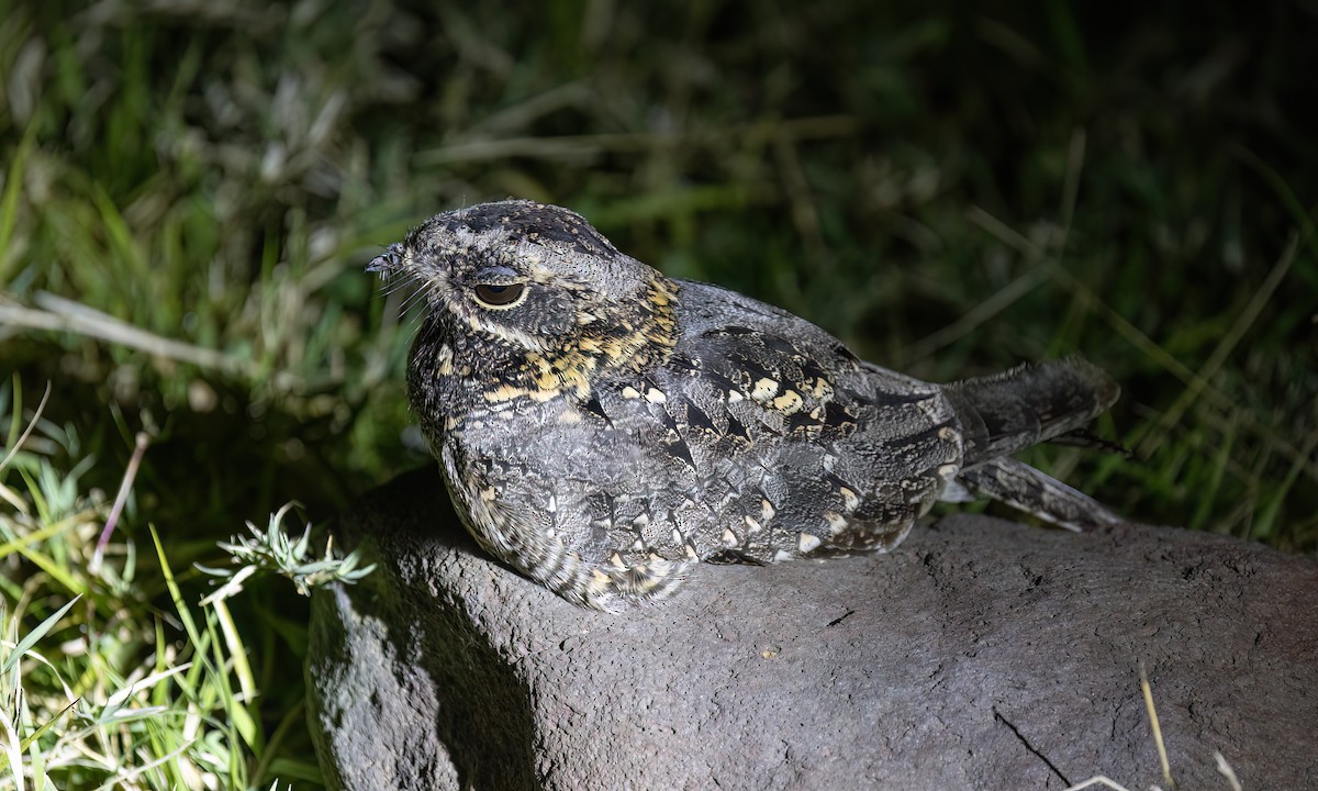 Montane Nightjar - ML636210361