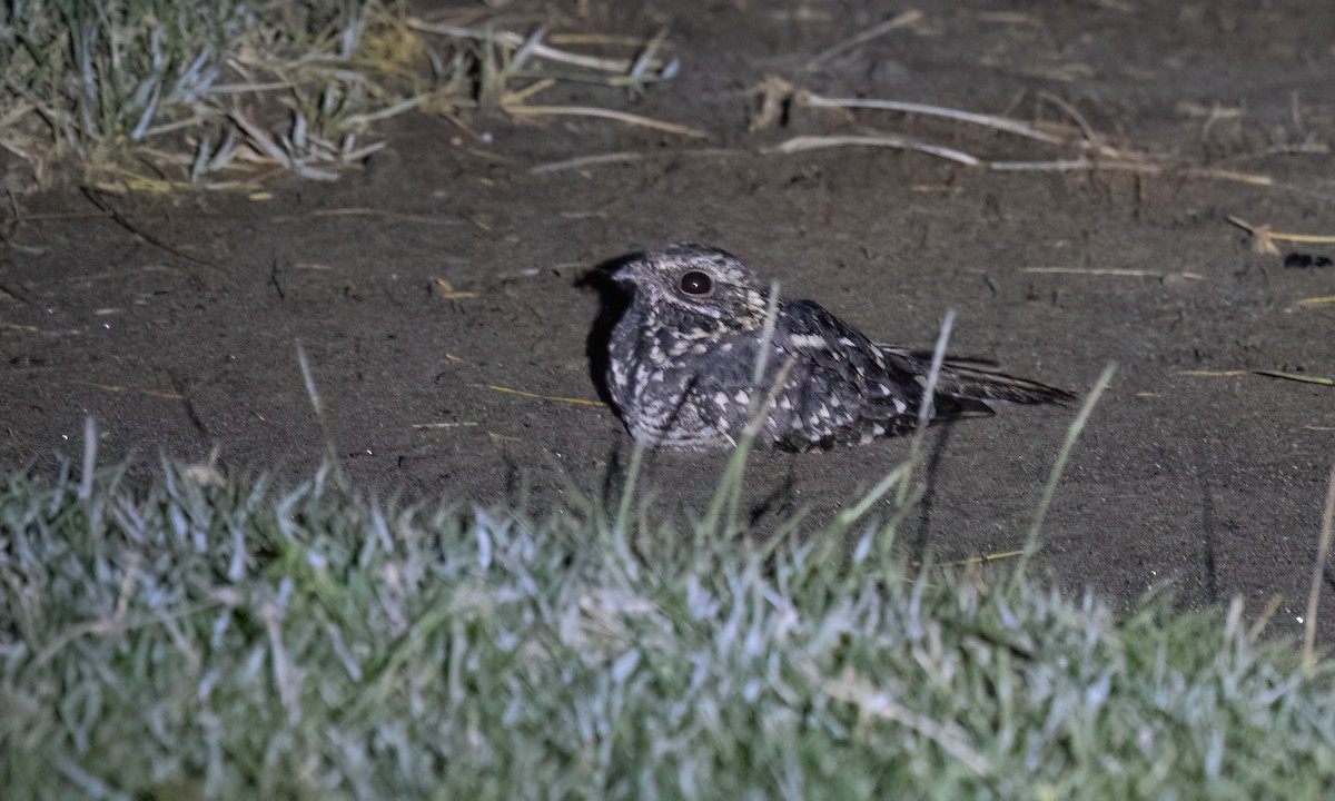 Montane Nightjar - ML636210362