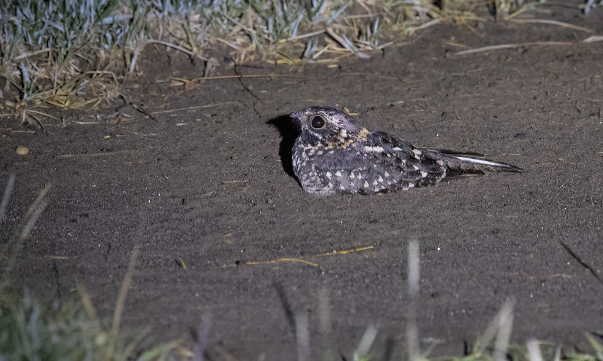 Montane Nightjar - ML636210363