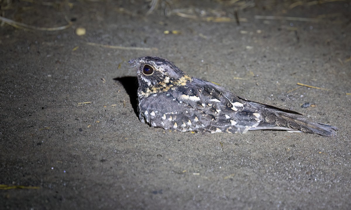 Montane Nightjar - ML636210364