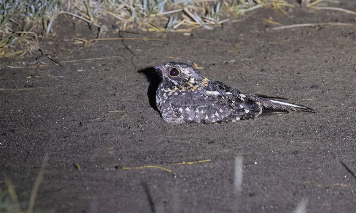 Montane Nightjar - ML636210365