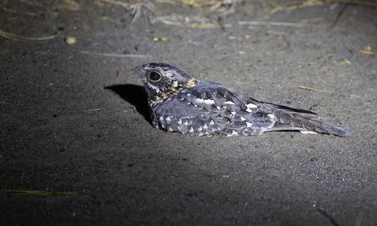 Montane Nightjar - ML636210366
