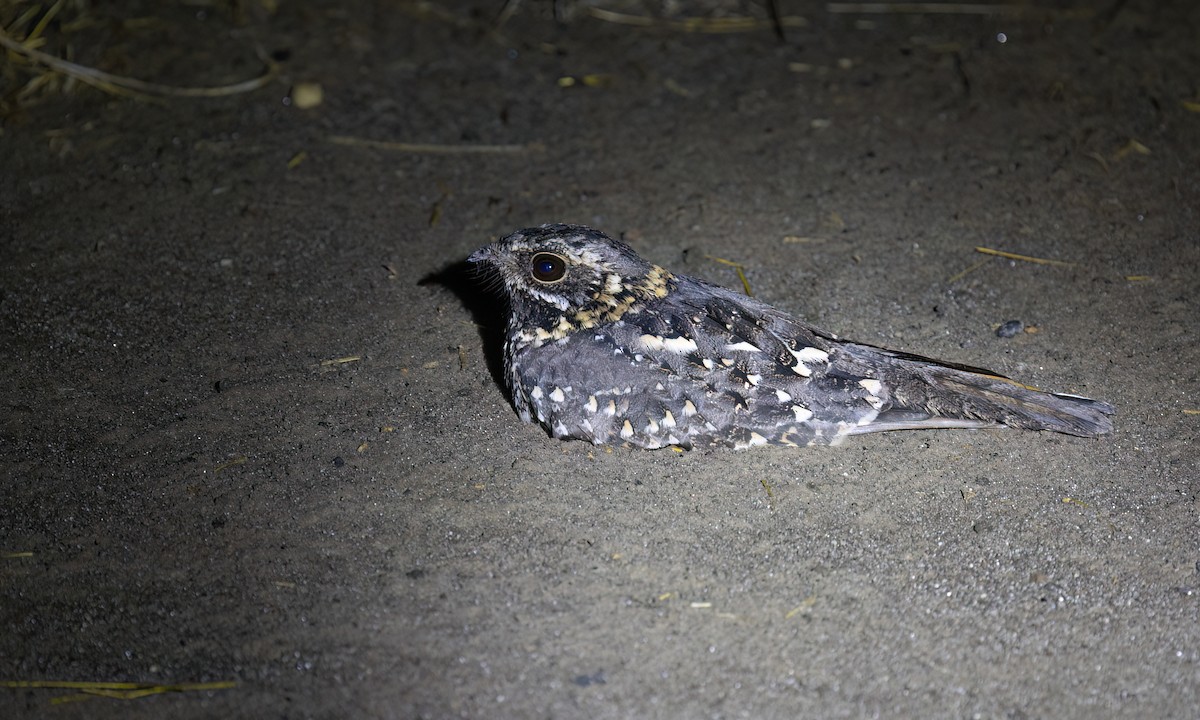 Montane Nightjar - ML636210367