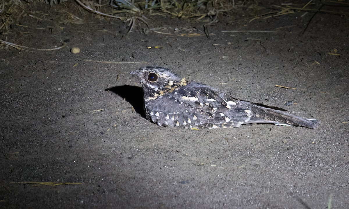 Montane Nightjar - ML636210368