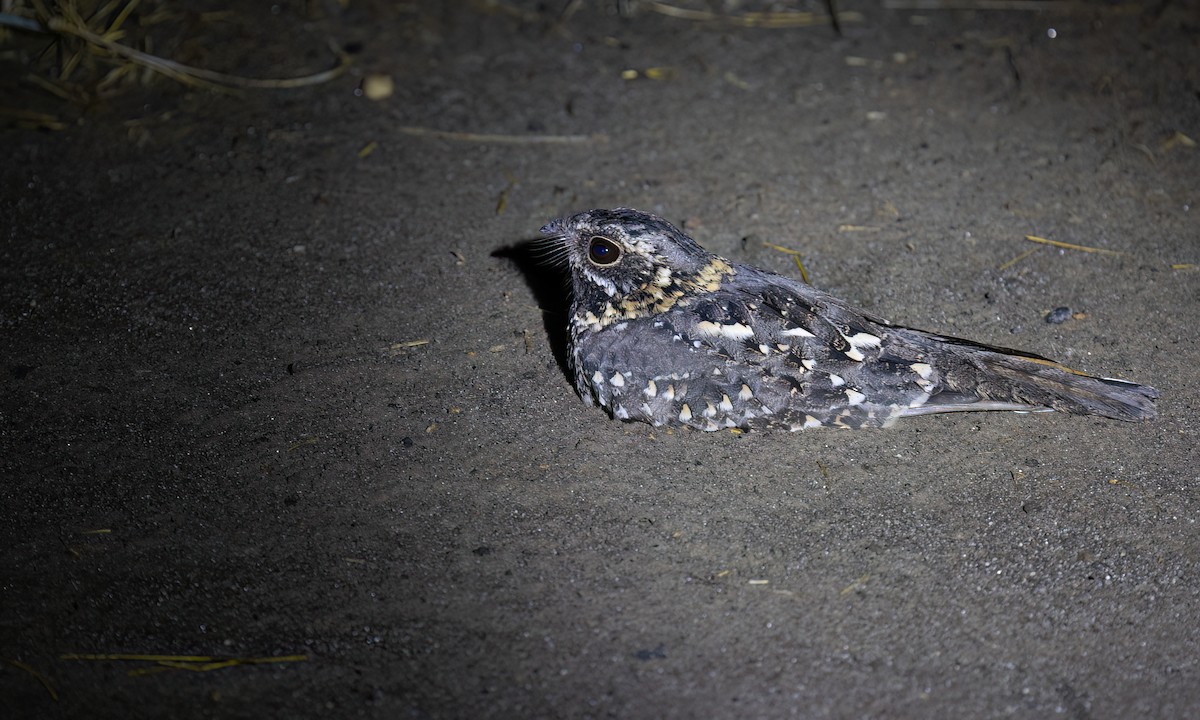 Montane Nightjar - ML636210369