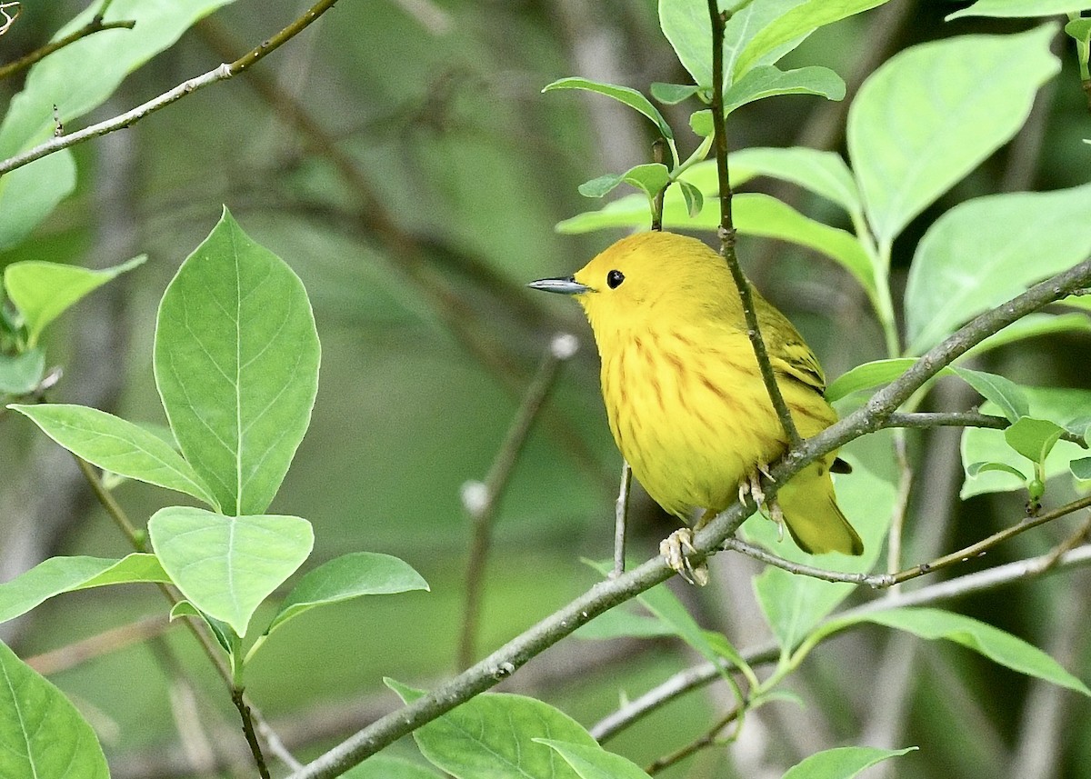 Yellow Warbler - ML636210382