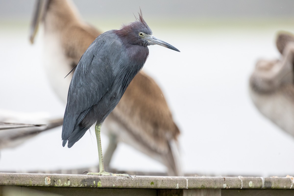 Little Blue Heron - ML636210682