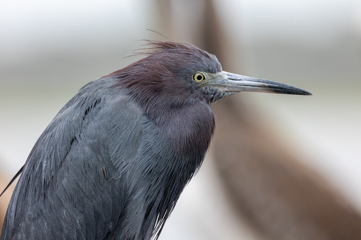 Little Blue Heron - ML636210684