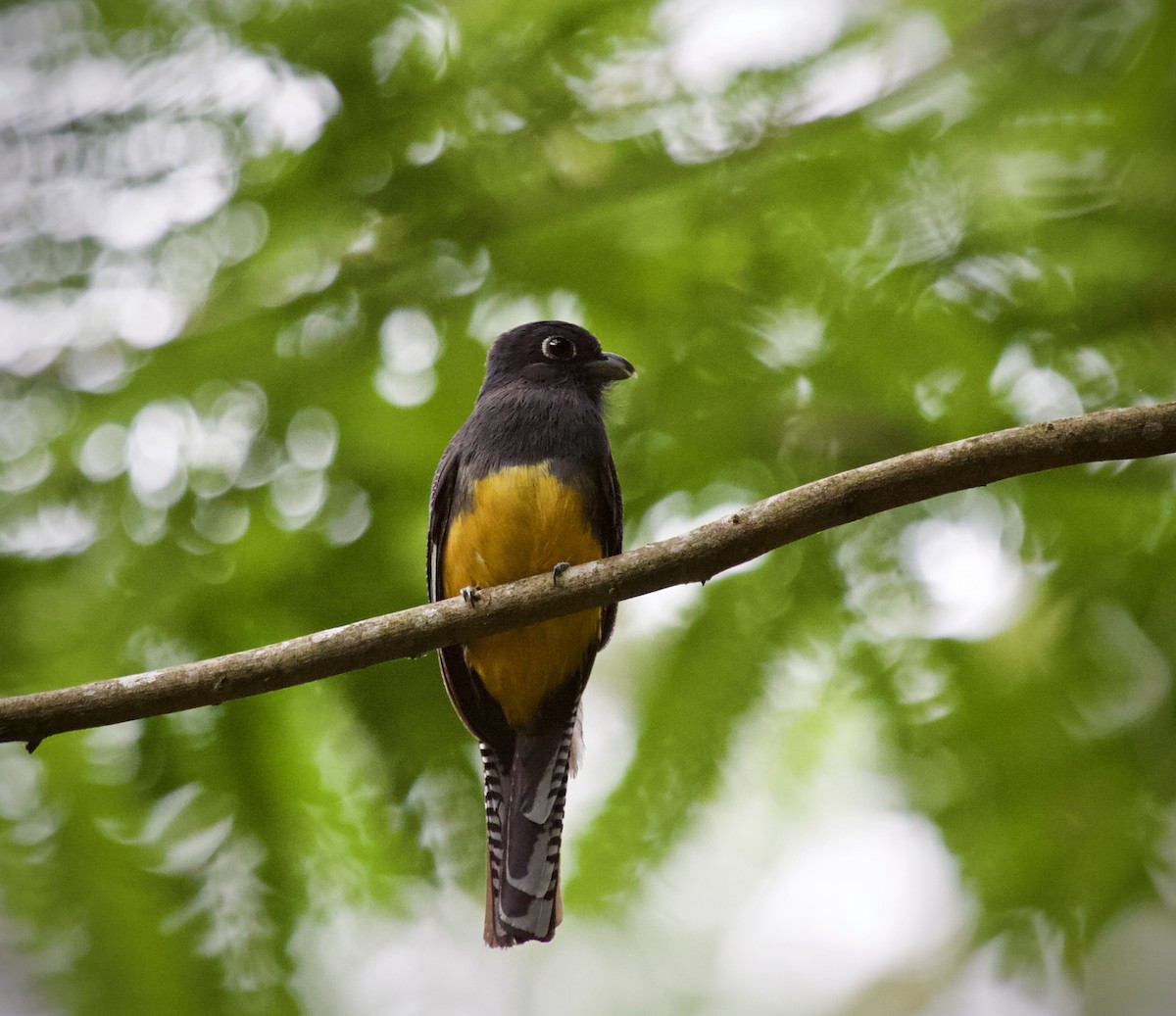 Guianan Trogon - ML636210692