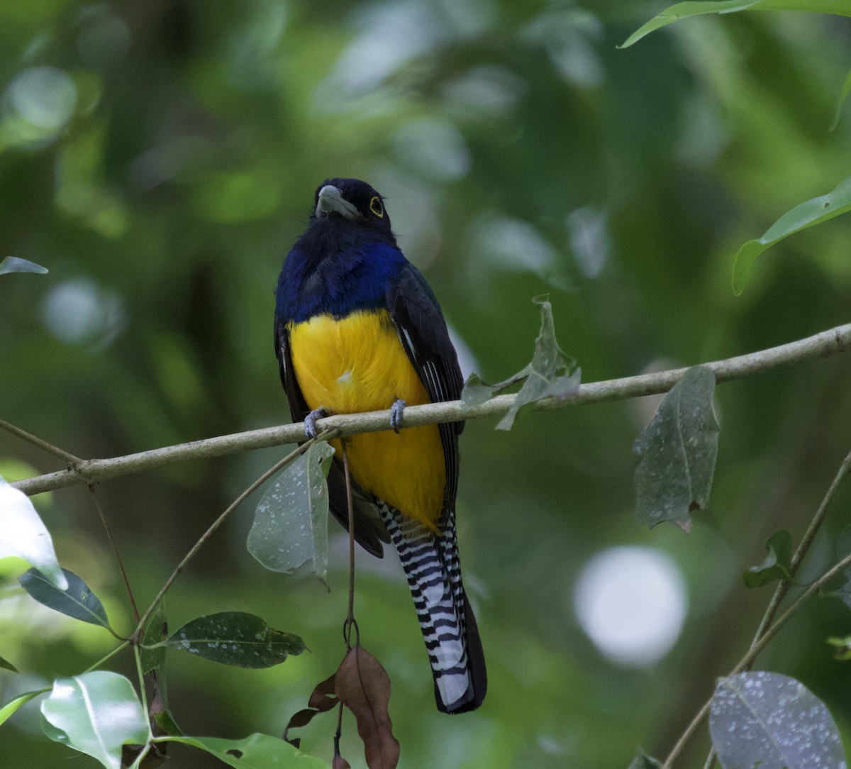 Guianan Trogon - ML636210693