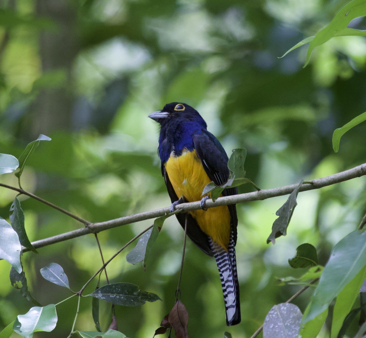 Guianan Trogon - ML636210695